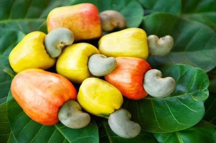 Cashew Nuts