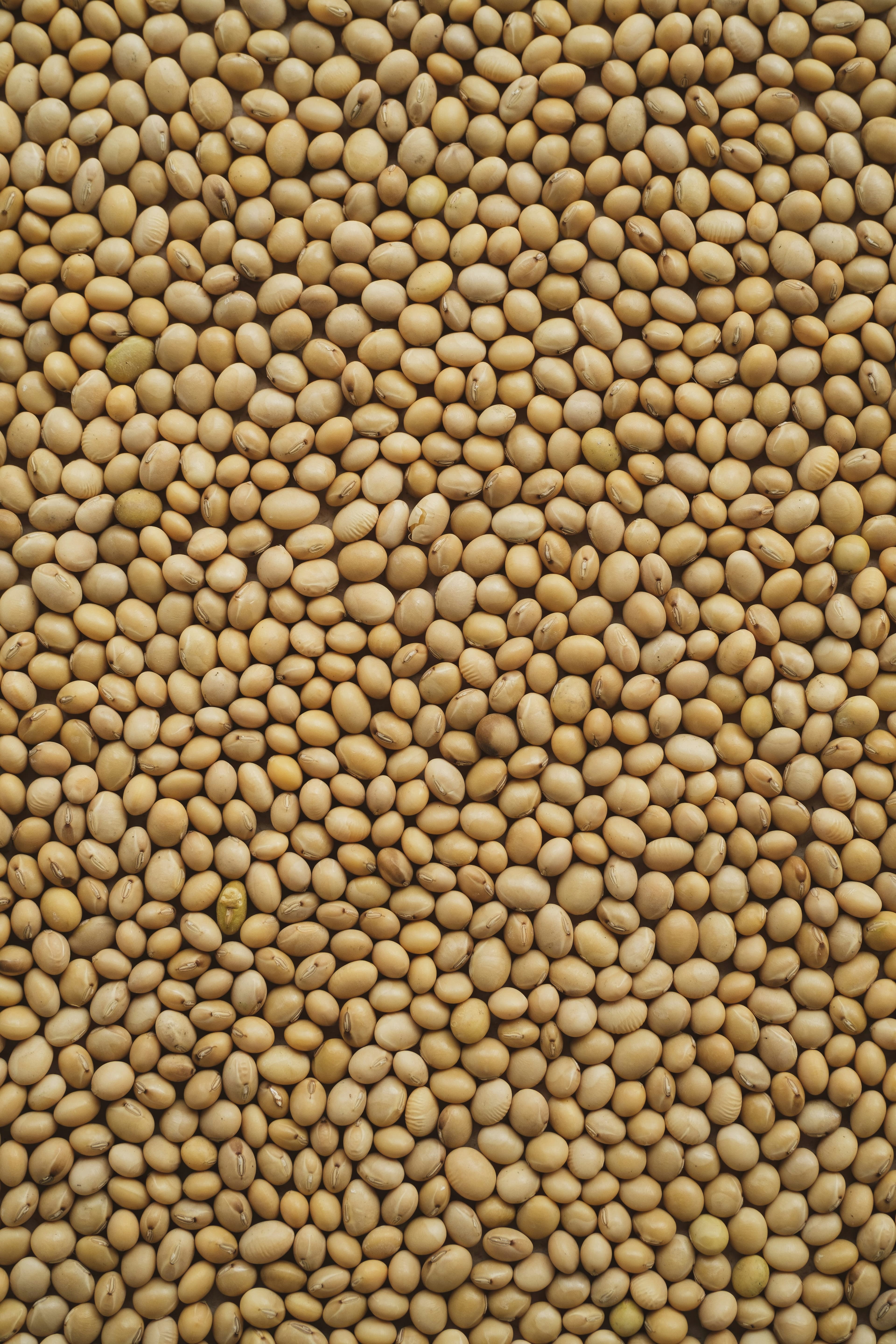 SOYBEANS